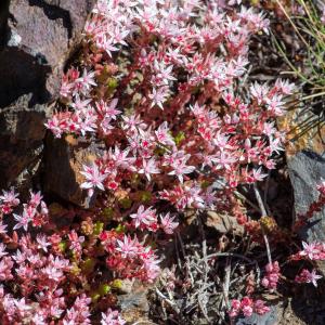  - Sedum anglicum Huds. [1778]