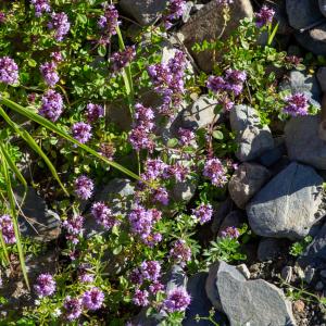  - Thymus pulegioides var. pulegioides