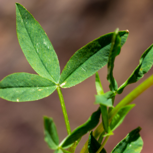 Photographie n°2513075 du taxon Trifolium alpinum L.