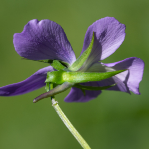 Photographie n°2513083 du taxon Viola cornuta L.