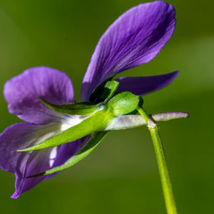 Photographie n°2513084 du taxon Viola cornuta L.