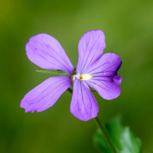 Photographie n°2513085 du taxon Viola cornuta L.