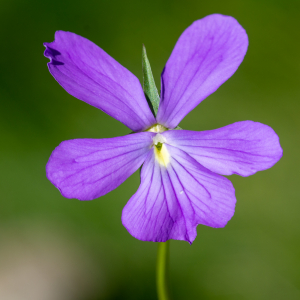 Photographie n°2513086 du taxon Viola cornuta L.