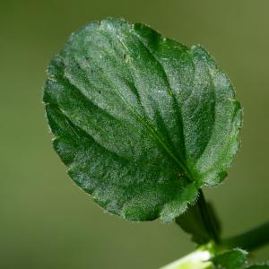 Photographie n°2513087 du taxon Viola cornuta L.