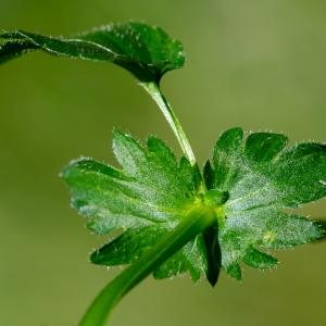 Photographie n°2513088 du taxon Viola cornuta L.