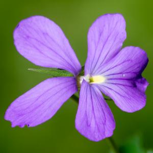 Photographie n°2513089 du taxon Viola cornuta L.