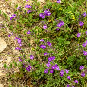  - Clinopodium alpinum subsp. meridionale (Nyman) Govaerts [1999]