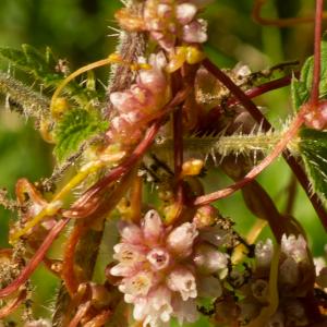 Photographie n°2513142 du taxon Cuscuta epithymum subsp. epithymum