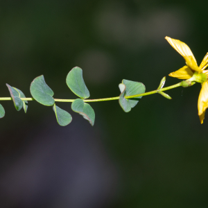 Photographie n°2513148 du taxon Hypericum nummularium L. [1753]