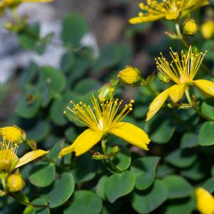 Photographie n°2513150 du taxon Hypericum nummularium L. [1753]