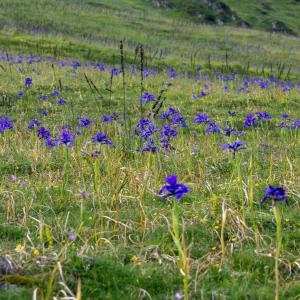 Photographie n°2513162 du taxon Iris latifolia (Mill.) Voss