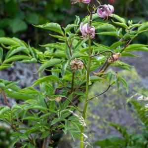 Photographie n°2513163 du taxon Lilium martagon L.