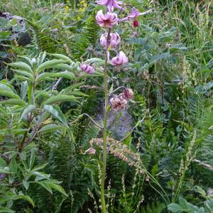 Photographie n°2513164 du taxon Lilium martagon L.