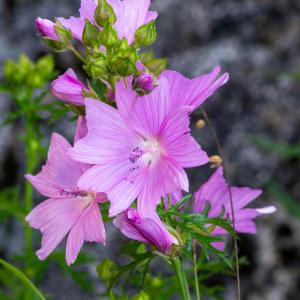 Photographie n°2513165 du taxon Malva moschata L.