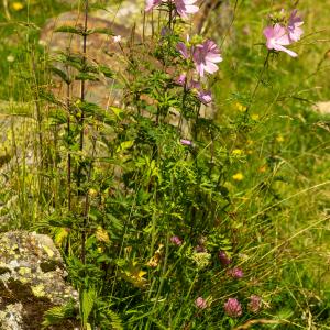 Photographie n°2513167 du taxon Malva moschata L.