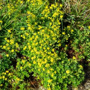 Photographie n°2513186 du taxon Saxifraga aizoides L. [1753]