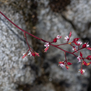 Photographie n°2513187 du taxon Saxifraga umbrosa L.