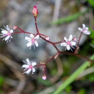 Photographie n°2513188 du taxon Saxifraga umbrosa L.