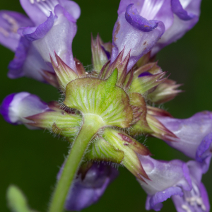 Photographie n°2513245 du taxon Prunella hastifolia Brot.