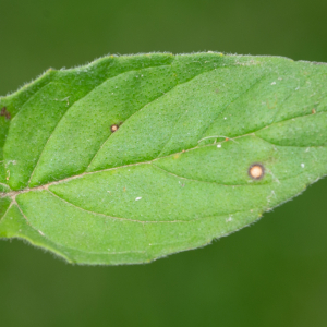 Photographie n°2513246 du taxon Prunella hastifolia Brot.