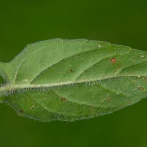 Photographie n°2513247 du taxon Prunella hastifolia Brot.