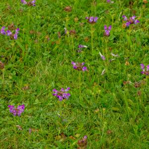 Photographie n°2513254 du taxon Prunella hastifolia Brot.