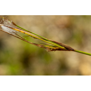 Juncus dudleyi Wiegand