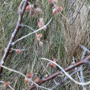 Photographie n°2513271 du taxon Elaeagnus angustifolia L. [1753]