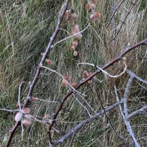 Photographie n°2513273 du taxon Elaeagnus angustifolia L. [1753]