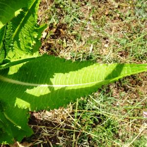 Photographie n°2513332 du taxon Dipsacus fullonum L. [1753]