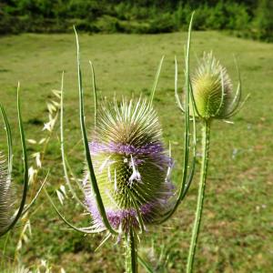 Photographie n°2513333 du taxon Dipsacus fullonum L. [1753]