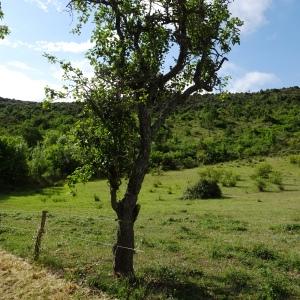 Photographie n°2513348 du taxon Pyrus communis L. [1753]