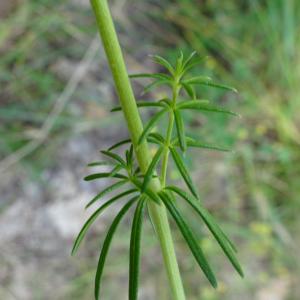 Photographie n°2513419 du taxon Galium verum L. [1753]