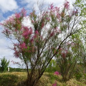 Photographie n°2513437 du taxon Tamarix ramosissima Ledeb. [1829]