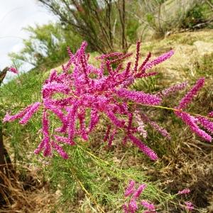 Photographie n°2513438 du taxon Tamarix ramosissima Ledeb. [1829]