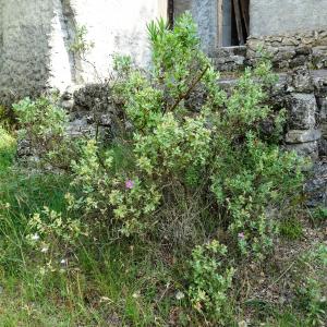 Photographie n°2513443 du taxon Cistus albidus L.