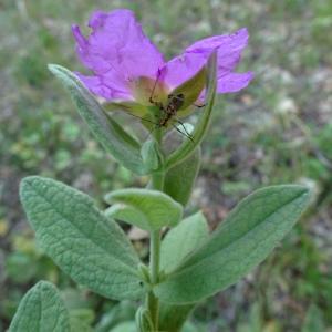 Photographie n°2513444 du taxon Cistus albidus L.