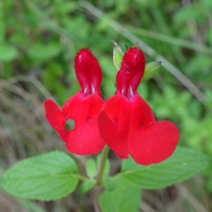 Photographie n°2513445 du taxon Salvia microphylla Kunth