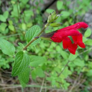 Photographie n°2513446 du taxon Salvia microphylla Kunth