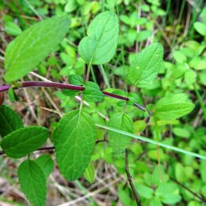 Photographie n°2513447 du taxon Salvia microphylla Kunth