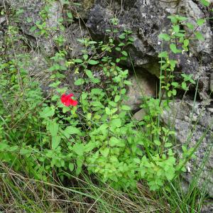 Photographie n°2513448 du taxon Salvia microphylla Kunth