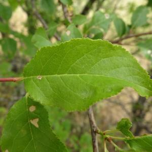 Photographie n°2513472 du taxon Prunus domestica L. [1753]