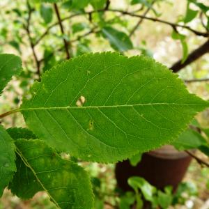 Photographie n°2513474 du taxon Prunus domestica L. [1753]