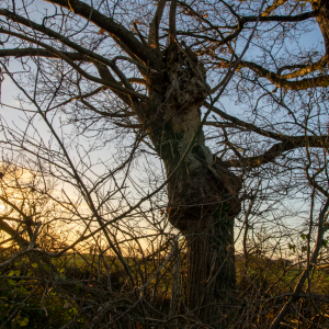 Photographie n°2513480 du taxon Castanea sativa 