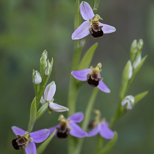 Photographie n°2513523 du taxon Ophrys apifera Huds. [1762]