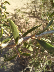 Patrick Leboulenger, le  1 janvier 2022