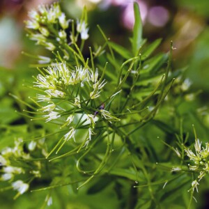 Cardamine impatiens L. (Cardamine impatiente)