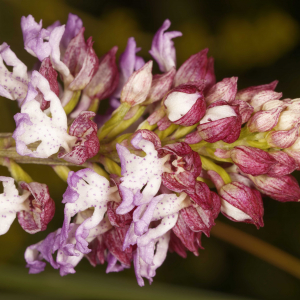 Orchis purpurea Huds. (Orchis pourpre)