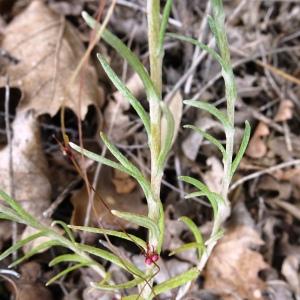 Photographie n°2513572 du taxon Helichrysum stoechas (L.) Moench