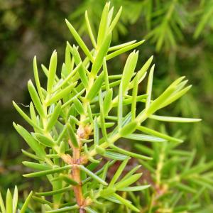 Photographie n°2513584 du taxon Juniperus communis L. [1753]